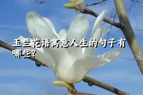 玉兰花语寓意人生的句子有哪些？