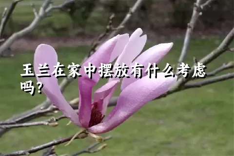 玉兰在家中摆放有什么考虑吗？