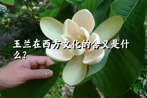 玉兰在西方文化的含义是什么？