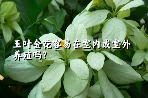 玉叶金花容易在室内或室外养殖吗？