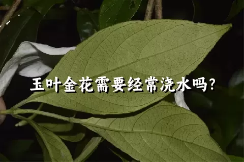 玉叶金花需要经常浇水吗？