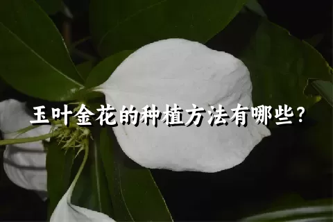 玉叶金花的种植方法有哪些？