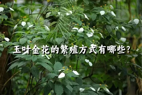 玉叶金花的繁殖方式有哪些？