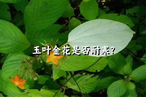 玉叶金花是否耐寒？