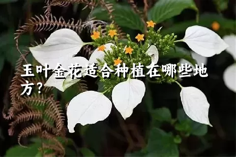 玉叶金花适合种植在哪些地方？
