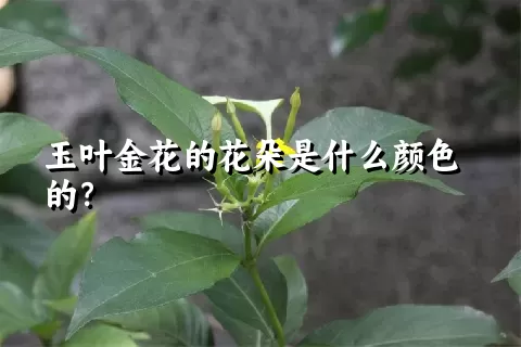 玉叶金花的花朵是什么颜色的？