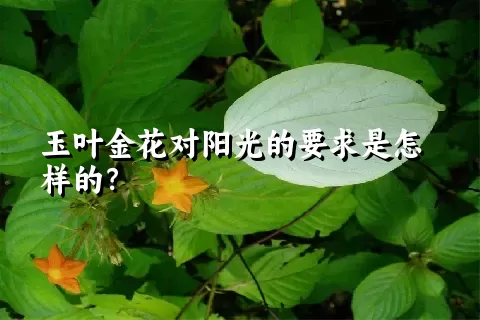 玉叶金花对阳光的要求是怎样的？