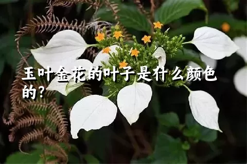 玉叶金花的叶子是什么颜色的？