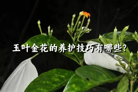 玉叶金花的养护技巧有哪些？