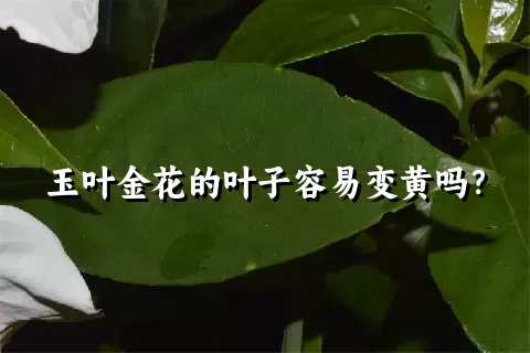 玉叶金花的叶子容易变黄吗？