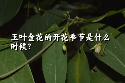 玉叶金花的开花季节是什么时候？