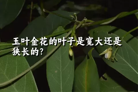 玉叶金花的叶子是宽大还是狭长的？