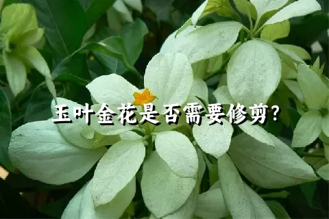 玉叶金花是否需要修剪？
