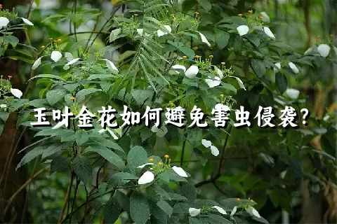 玉叶金花如何避免害虫侵袭？
