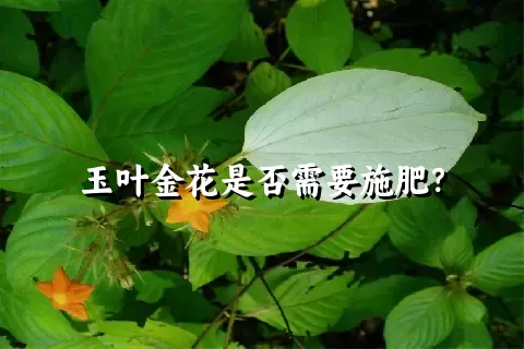 玉叶金花是否需要施肥？