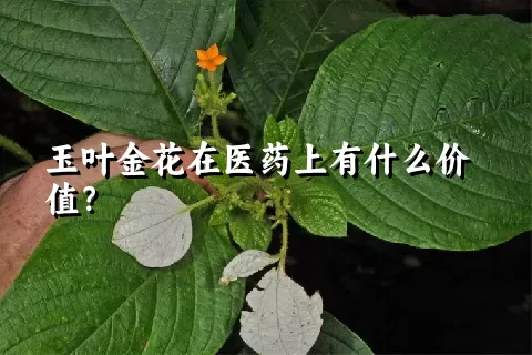 玉叶金花在医药上有什么价值？
