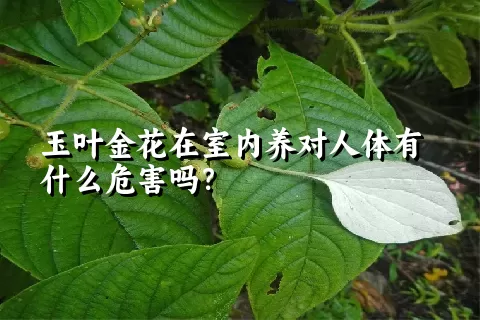 玉叶金花在室内养对人体有什么危害吗？