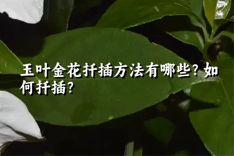 玉叶金花扦插方法有哪些？如何扦插？