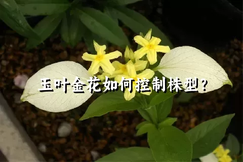 玉叶金花如何控制株型？