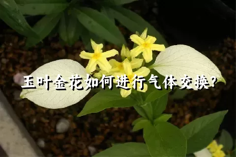 玉叶金花如何进行气体交换？