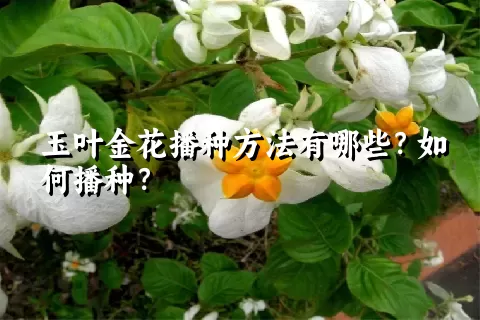 玉叶金花播种方法有哪些？如何播种？