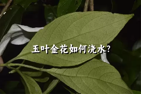 玉叶金花如何浇水？