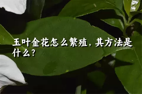 玉叶金花怎么繁殖，其方法是什么？