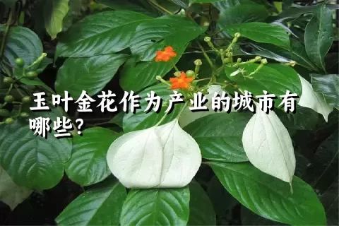玉叶金花作为产业的城市有哪些？