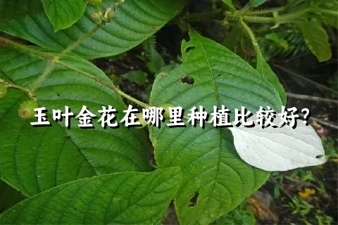 玉叶金花在哪里种植比较好？