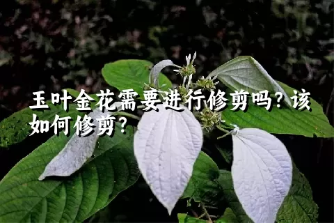 玉叶金花需要进行修剪吗？该如何修剪？