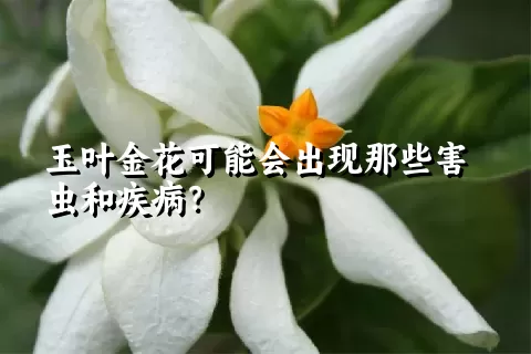 玉叶金花可能会出现那些害虫和疾病？
