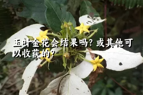 玉叶金花会结果吗？或其他可以收获的？