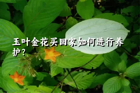 玉叶金花买回家如何进行养护？