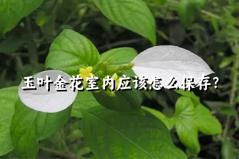 玉叶金花室内应该怎么保存？