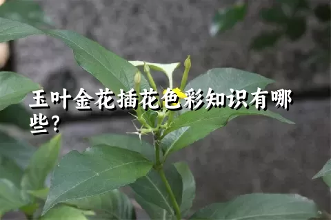 玉叶金花插花色彩知识有哪些？