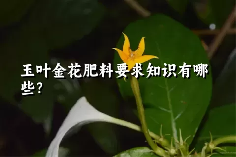 玉叶金花肥料要求知识有哪些？