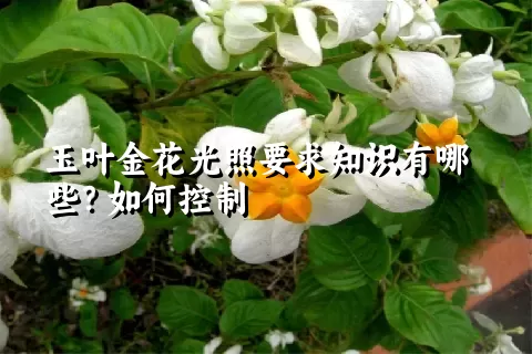 玉叶金花光照要求知识有哪些？如何控制