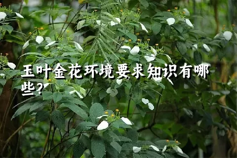 玉叶金花环境要求知识有哪些？