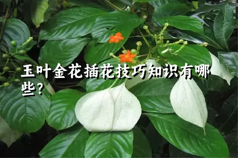 玉叶金花插花技巧知识有哪些？