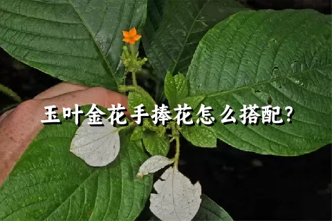 玉叶金花手捧花怎么搭配？
