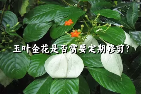 玉叶金花是否需要定期修剪？