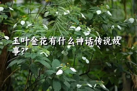玉叶金花有什么神话传说故事？