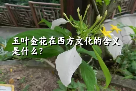 玉叶金花在西方文化的含义是什么？