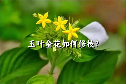 玉叶金花如何修枝？