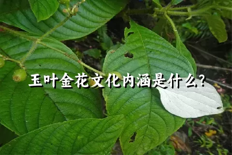 玉叶金花文化内涵是什么？