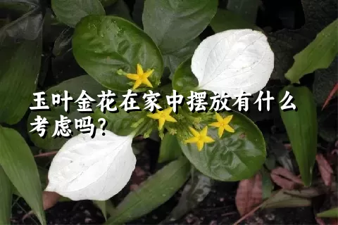 玉叶金花在家中摆放有什么考虑吗？