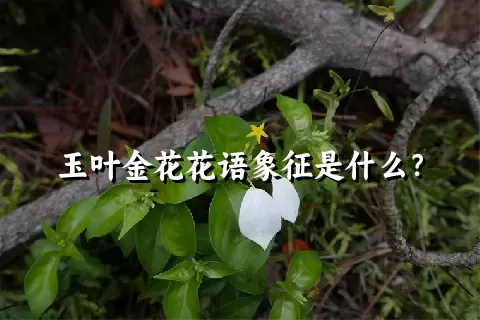 玉叶金花花语象征是什么？