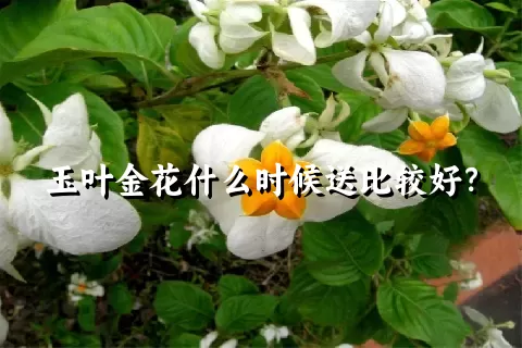 玉叶金花什么时候送比较好？