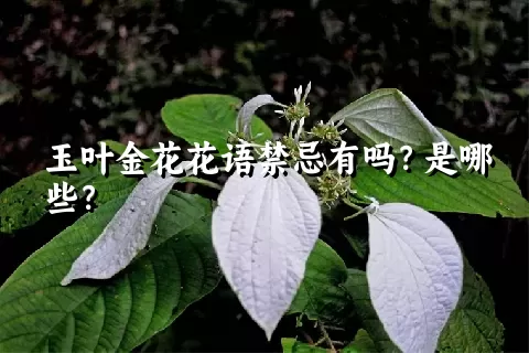 玉叶金花花语禁忌有吗？是哪些？