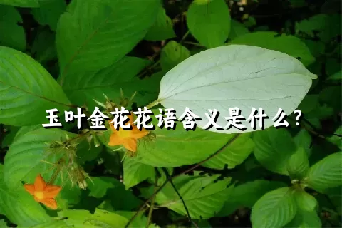 玉叶金花花语含义是什么？